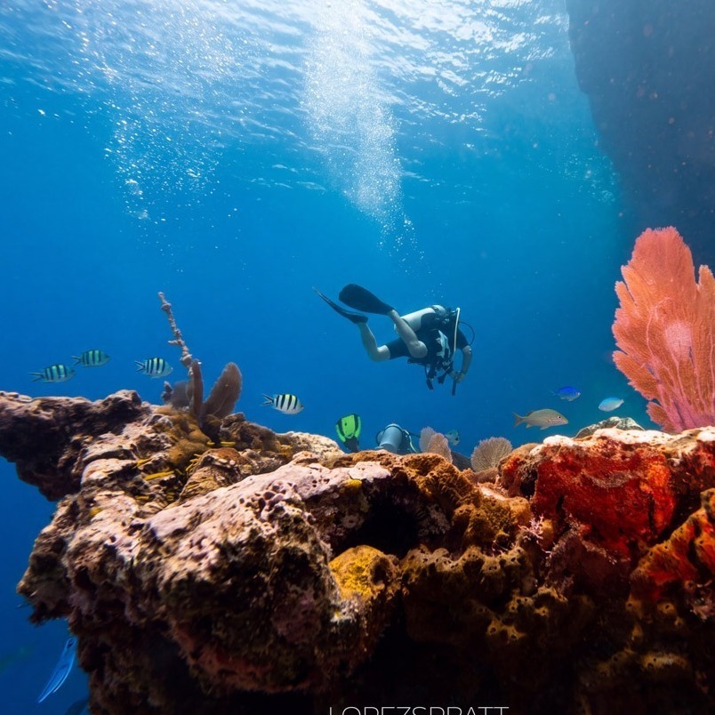 Scuba diver swimming above colorful coral and giant sponges
