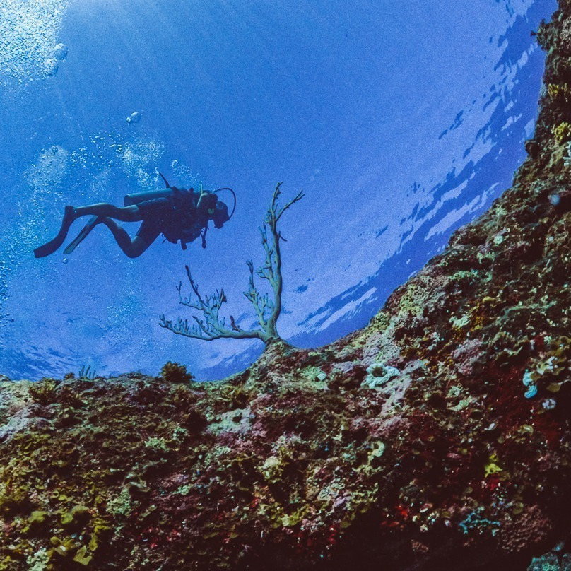 Scuba diver swimming above colorful coral and giant sponges