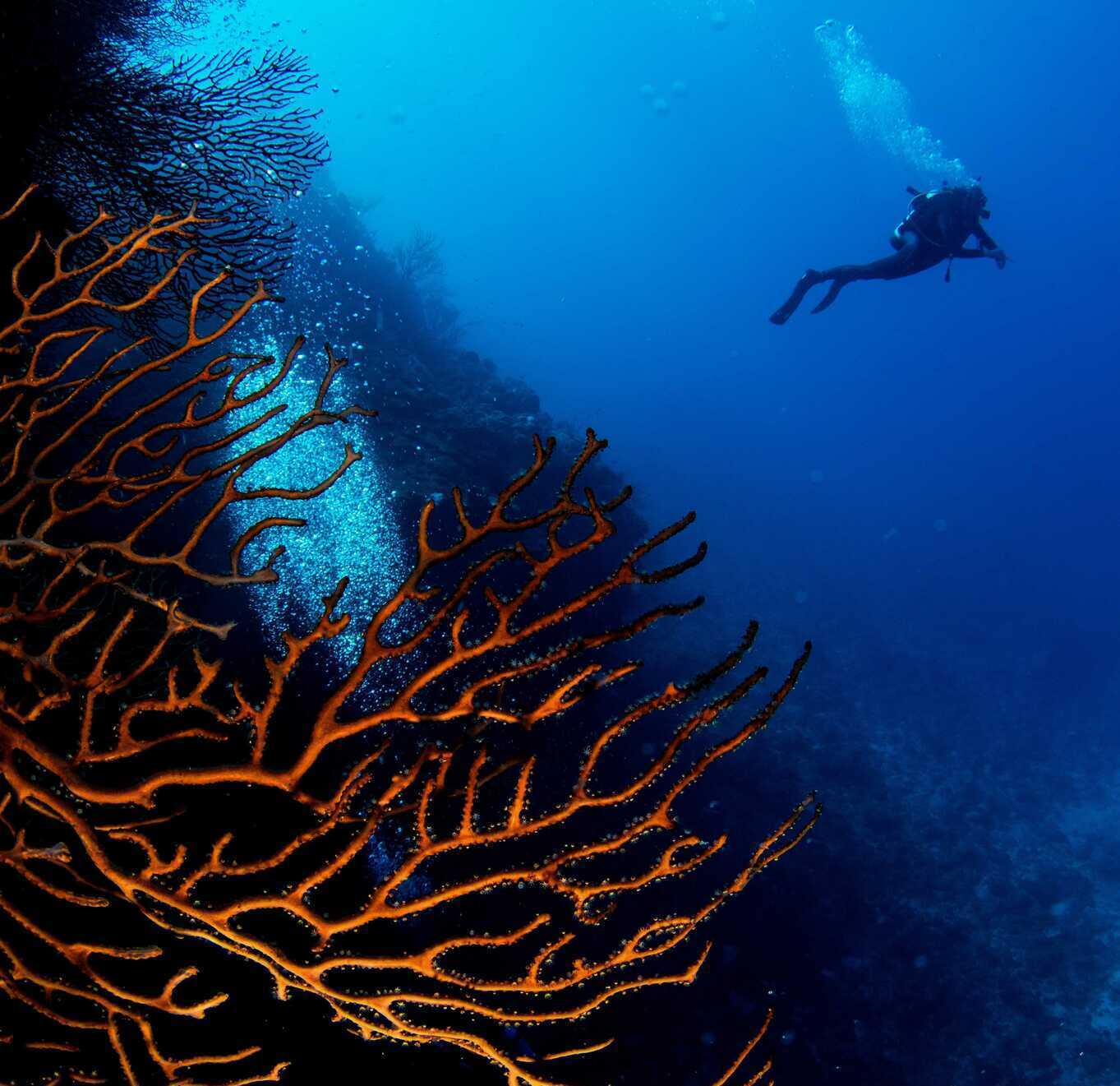 Scuba diver exploring a wall covered with large orange sea fans at Cabo Cabrón