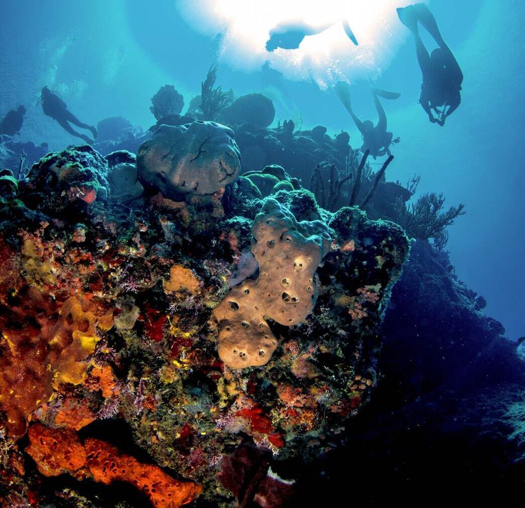 Scuba divers swimming above colorful coral and giant sponges at Cabo Cabrón