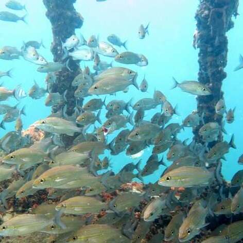 Tropical fish swimming above a shallow coral reef near Las Terrenas